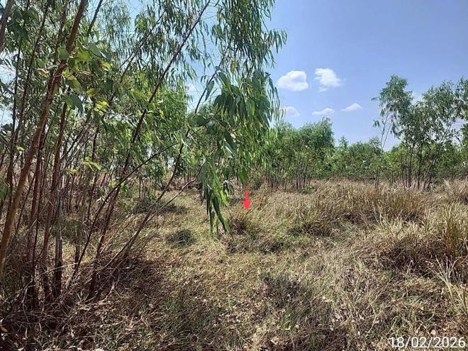 รูป ที่ดินว่างเปล่า 1781 ตร.วา สุวรรณภูมิ ร้อยเอ็ด 357,000 - รูปที่ 7/20