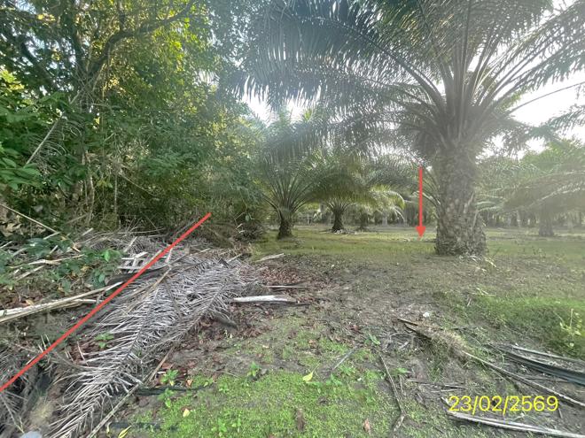 picture LAND 1887 Sq.w. Hat Samran Trang for 5.2M - 11/36
