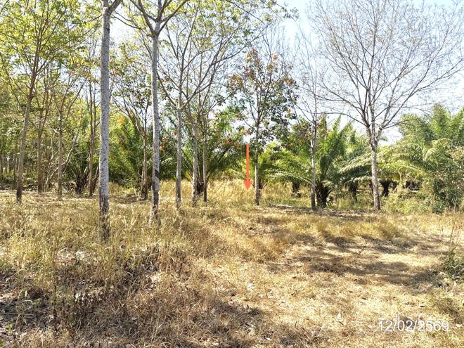 picture LAND 5920 Sq.w. Trakan Phutphon Ubon Ratchathani for 1.5M - 5/18