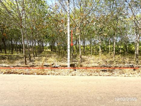 picture LAND 5920 Sq.w. Trakan Phutphon Ubon Ratchathani for 1.5M - 15/18
