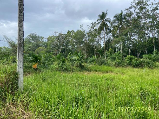 picture LAND 76.7 Sq.w. Rattaphum Songkhla for 537,000 - 8/24