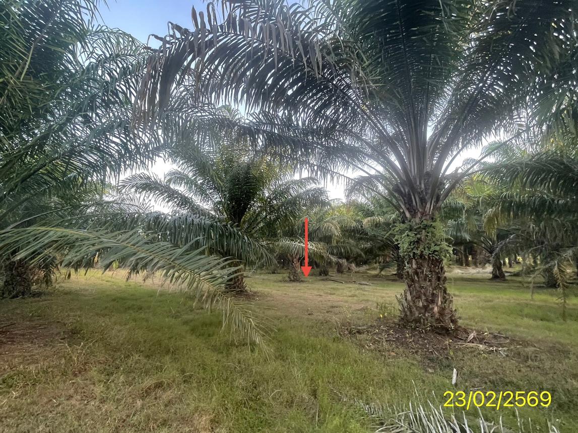 picture LAND 1887 Sq.w. Hat Samran Trang for 5.2M - 31/36