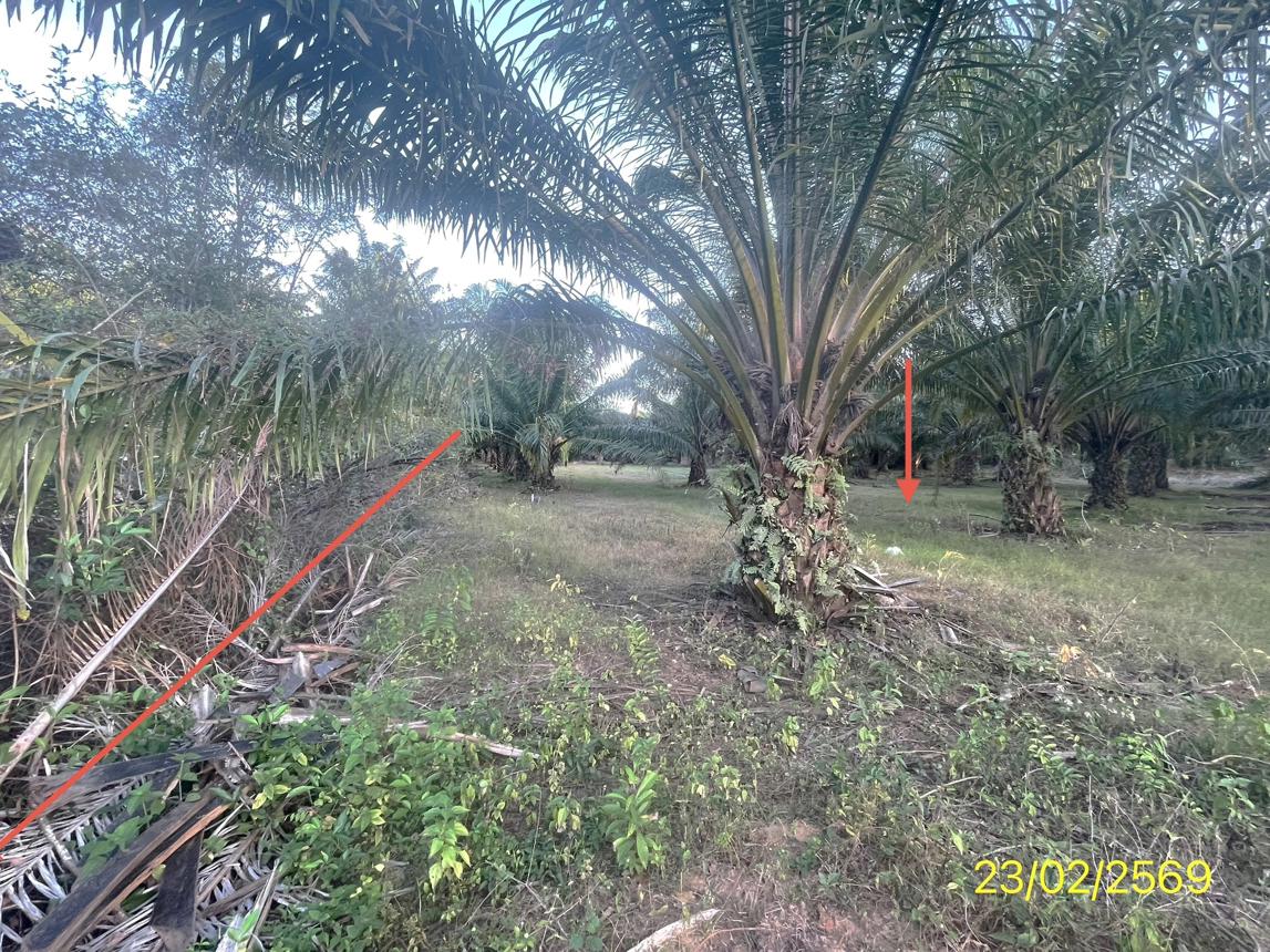 picture LAND 1887 Sq.w. Hat Samran Trang for 5.2M - 22/36