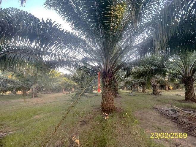 picture LAND 1887 Sq.w. Hat Samran Trang for 5.2M - 14/36
