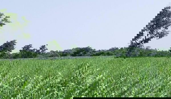 รูป ขายที่ดิน  เหมาะทำสวน ซื้อไว้เก็งกำไร  จ.นครราชสีมา - รูปที่ 4/4