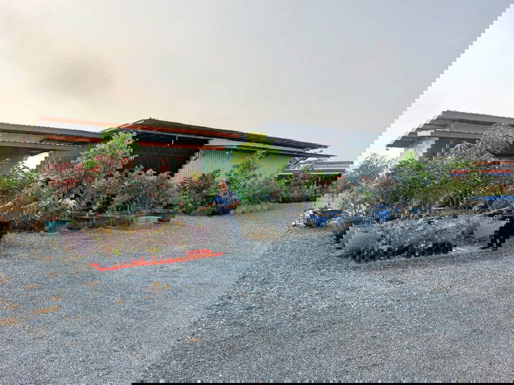 รูป Call : 065-663-3286 ขายที่ดินสุพรรณบุรี สวนโฮจิ 3 ไร่ (ได้ที่งอกด้านหน้า 1 ไร่ รวม 4 ไร่) หน้ากว้าง 100 เมตร ติดถนน 3502 หนองหญ้าไซ สุพรรณบุรี - รูปที่ 9/13