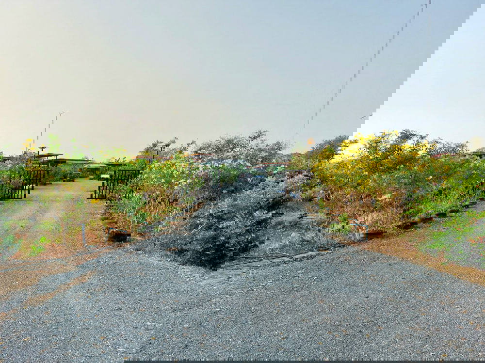 รูป Call : 065-663-3286 ขายที่ดินสุพรรณบุรี สวนโฮจิ 3 ไร่ (ได้ที่งอกด้านหน้า 1 ไร่ รวม 4 ไร่) หน้ากว้าง 100 เมตร ติดถนน 3502 หนองหญ้าไซ สุพรรณบุรี - รูปที่ 3/13