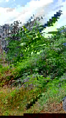 ที่ดิน บ่อทอง ชลบุรี : ขายที่ดินถมแล้ว 6 ไร่เศษ ใกล้อ่างเก็บน้ำรัชโลทร ต.วัดสุวรรณ อ.บ่อทอง จ.ชลบุรี