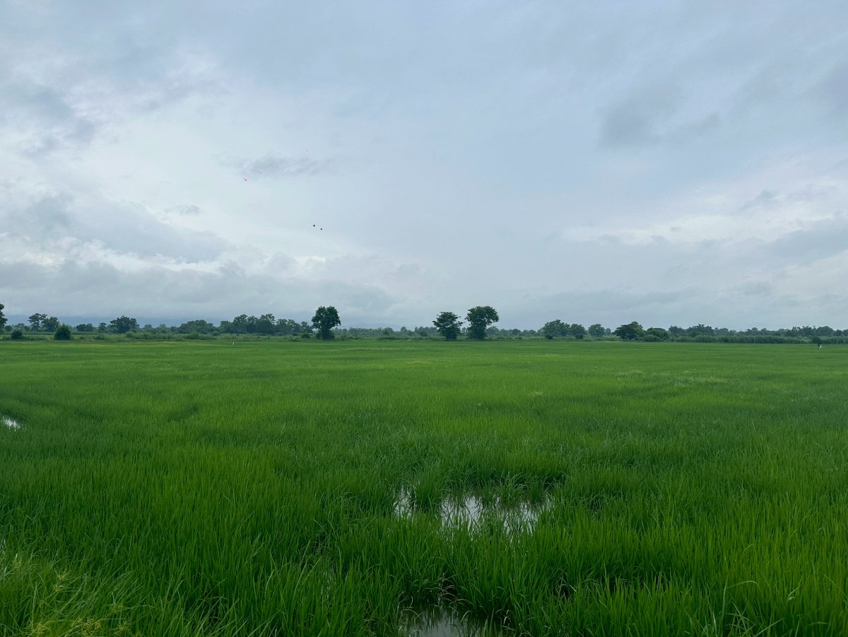 รูป ที่ดินการเกษตร ใกล้แม่สาย ตารางวาละ 650 บาท - รูปที่ 8/18