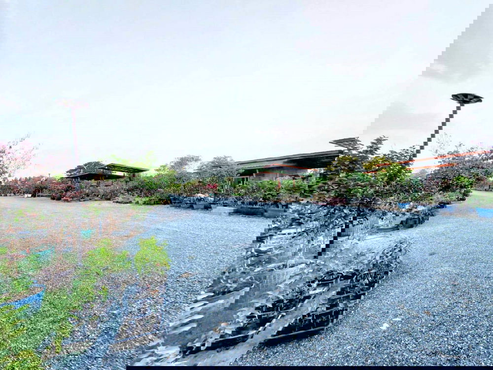 รูป Call : 065-663-3286 ขายที่ดินสุพรรณบุรี สวนโฮจิ 3 ไร่ (ได้ที่งอกด้านหน้า 1 ไร่ รวม 4 ไร่) หน้ากว้าง 100 เมตร ติดถนน 3502 หนองหญ้าไซ สุพรรณบุรี - รูปที่ 8/13