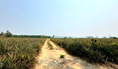 Land for sale Wieng Chiang Rung Chiang Rai : Land for sale, 100 rai, Wiang Chiang Rung District, Chiang Rai Provinc