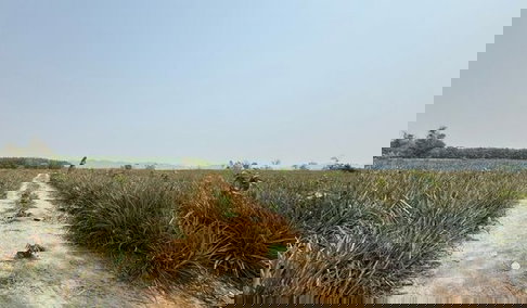 ขายที่ดิน 100 ไร่ อ.เวียงเชียงรุ้ง จ.เชียงราย