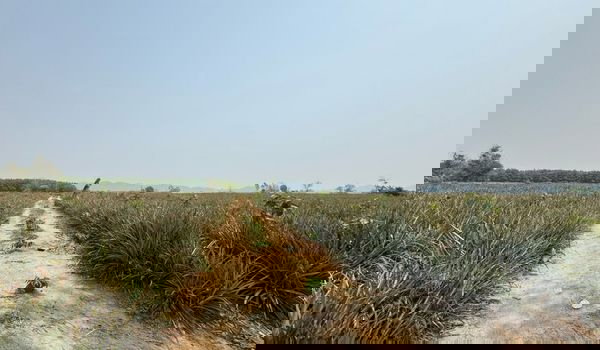 รูป ขายที่ดิน 100  ไร่  อ.เวียงเชียงรุ้ง จ.เชียงราย - รูปที่ 1/4