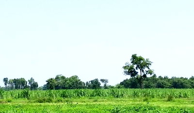 ที่ดิน โนนสูง โคราช : ขายที่ดิน  เหมาะทำสวน ซื้อไว้เก็งกำไร  จ.นครราชสีมา