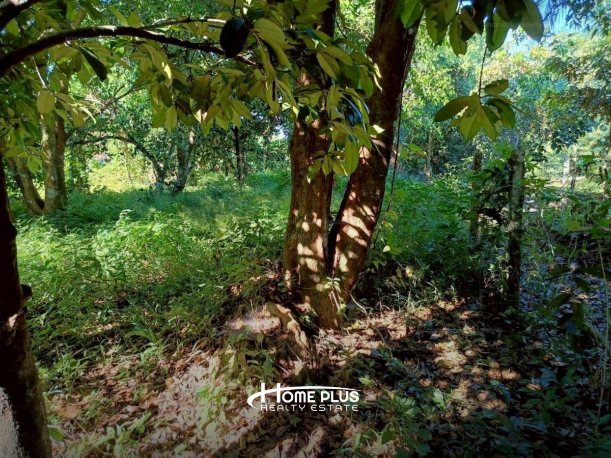 รูป ที่ดินเปล่า ตำบลสาริกา อำเภอเมืองนครนายก ใกล้ทางหลวง 3049 - รูปที่ 11/11