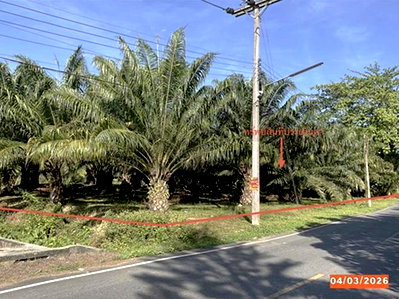 LAND 1133 Sq.w. Chawang Nakhon Sri Thammarat for 15.3M