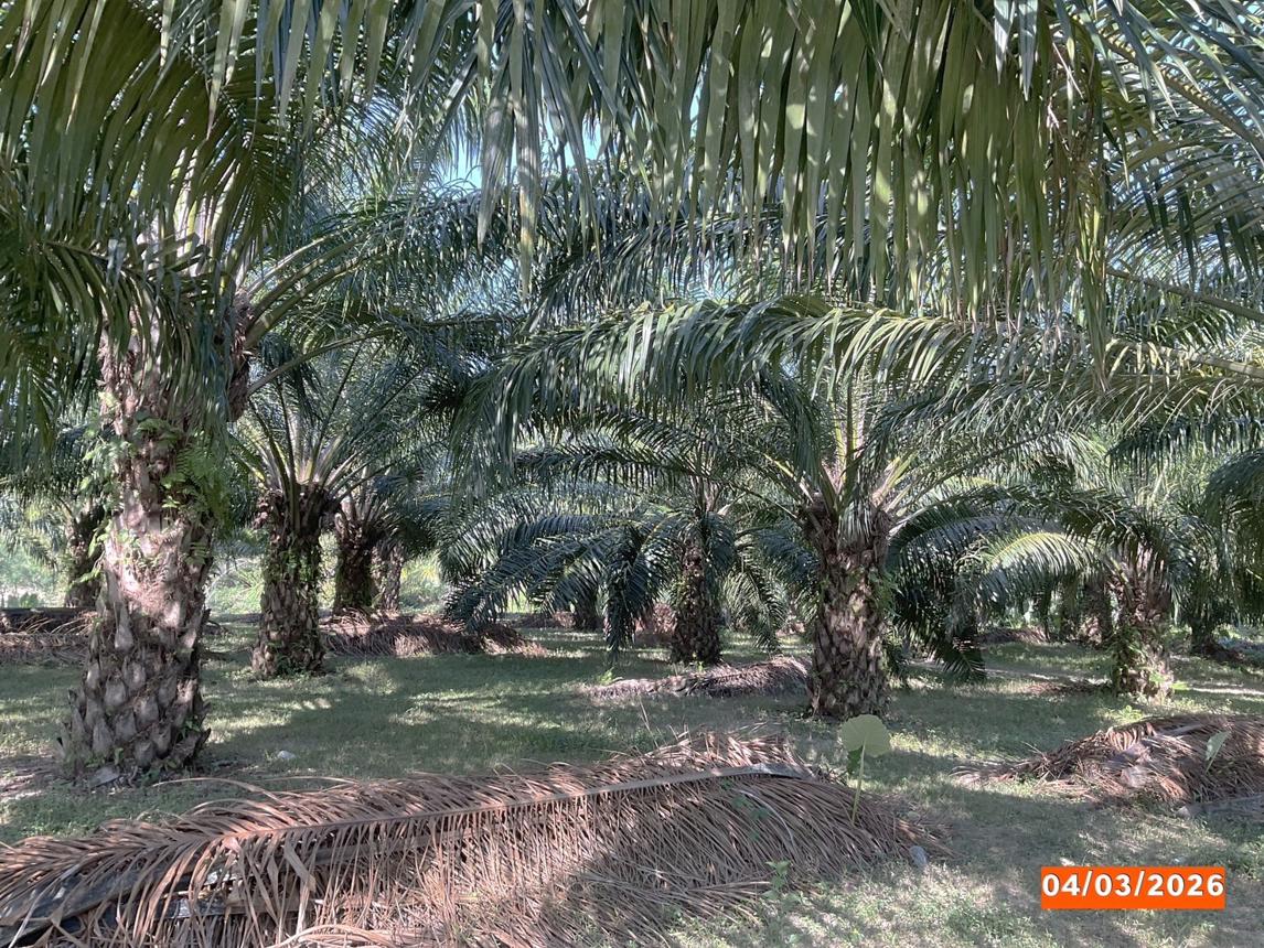 รูป ที่ดินว่างเปล่า 1133 ตร.วา ฉวาง นครศรีธรรมราช 15.3M - รูปที่ 13/18