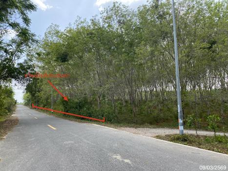 picture LAND 2400 Sq.w. Na Thawi Songkhla for 3.1M - 17/20