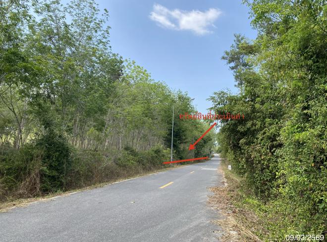 picture LAND 2400 Sq.w. Na Thawi Songkhla for 3.1M - 8/20