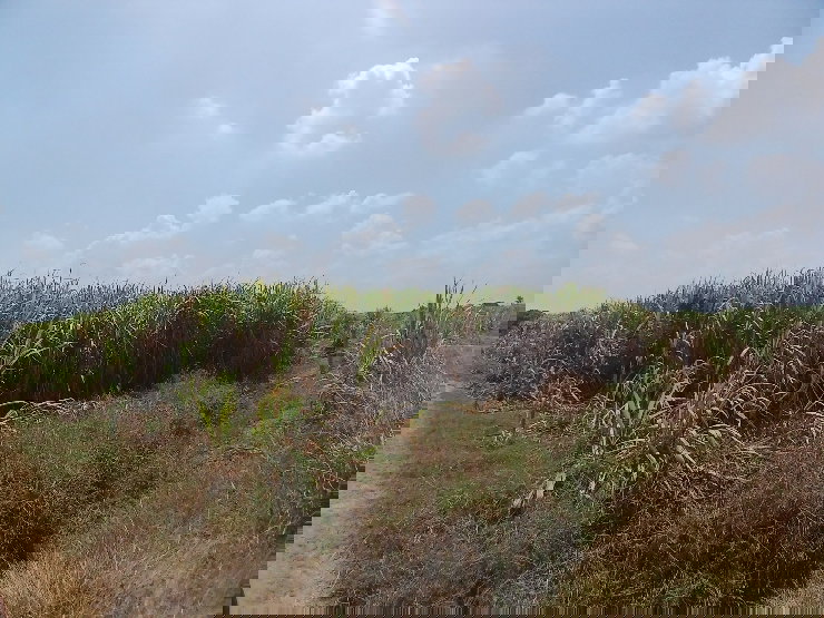 รูป 🌿 ขายที่ดินสุพรรณบุรี 10 ไร่ ติดคลองชลประทาน 💰 พร้อมไร่อ้อย เก็บเกี่ยวขายได้ทันที! - รูปที่ 2/7