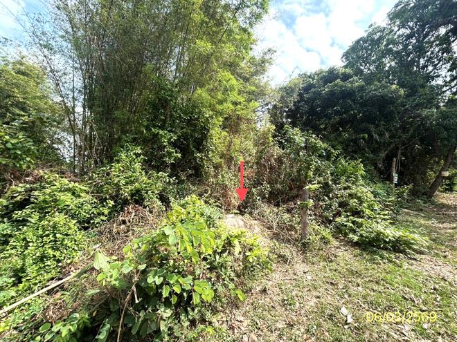 รูป ที่ดินว่างเปล่า 201.7 ตร.วา พนา อำนาจเจริญ 287,000 - รูปที่ 6/20