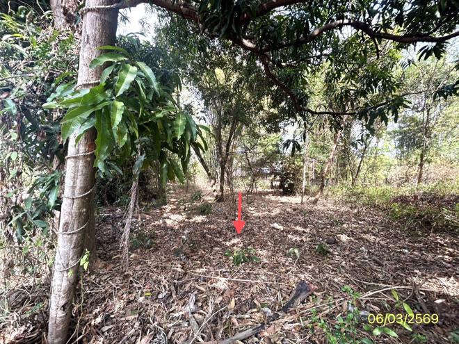 รูป ที่ดินว่างเปล่า 201.7 ตร.วา พนา อำนาจเจริญ 287,000 - รูปที่ 7/20