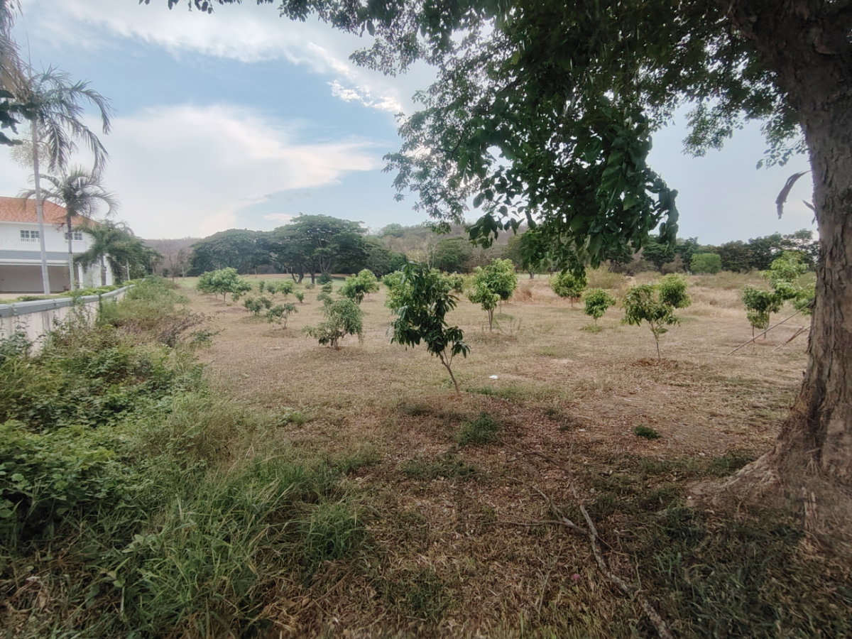 รูป ที่ดิน 1-2-0 ไร่ ปาล์มฮิลส์ กอล์ฟ - ราคาพิเศษเพื่อขายด่วน! ทำเลทอง สนามกอล์ฟปาล์มฮิลส์! - รูปที่ 3/10