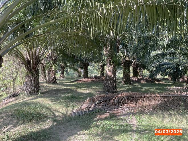 รูป ที่ดินว่างเปล่า 1133 ตร.วา ฉวาง นครศรีธรรมราช 15.3M - รูปที่ 4/18