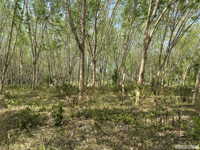 picture LAND 2400 Sq.w. Na Thawi Songkhla for 3.1M - 6/20
