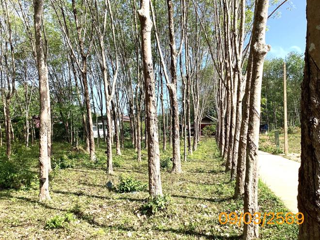 picture LAND 674 Sq.w. Ko Yao Phangnga for 4.7M - 4/16