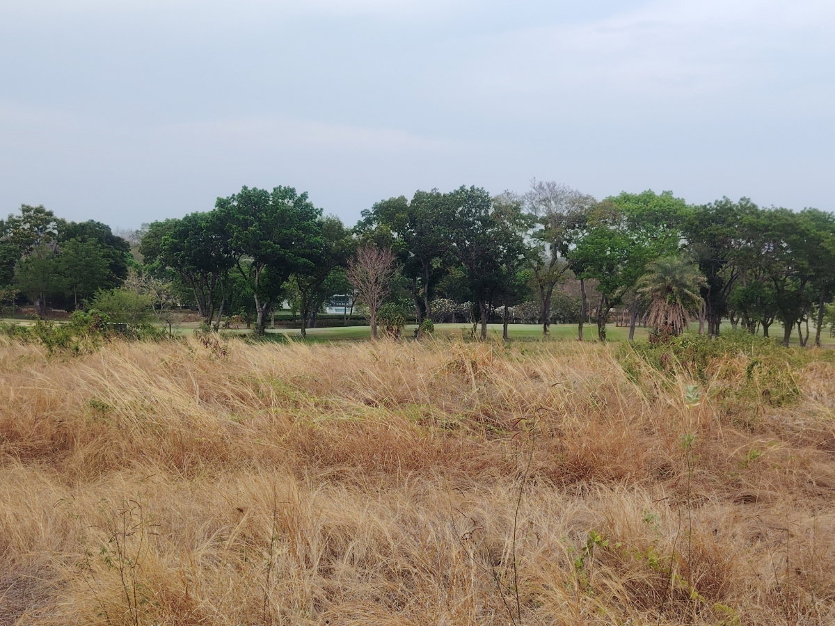 รูป ที่ดินในโครงการปาล์มฮิลส์ขนาด 4-2-0 ไร่ มี 3 แปลงติดกัน โอกาสการลงทุนที่ยอดเยี่ยม - ห้ามพลาด! - รูปที่ 5/8