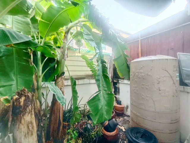 รูป  ขายทาวน์เฮ้าส์ บ้านสวนพฤกษา ซอย 12 หน้าบ้านหันทิศใต้ ถนนหน้าบ้านกว้าง พร้อมเข้าอยู่ อยู่สบาย ลมดี - รูปที่ 22/22