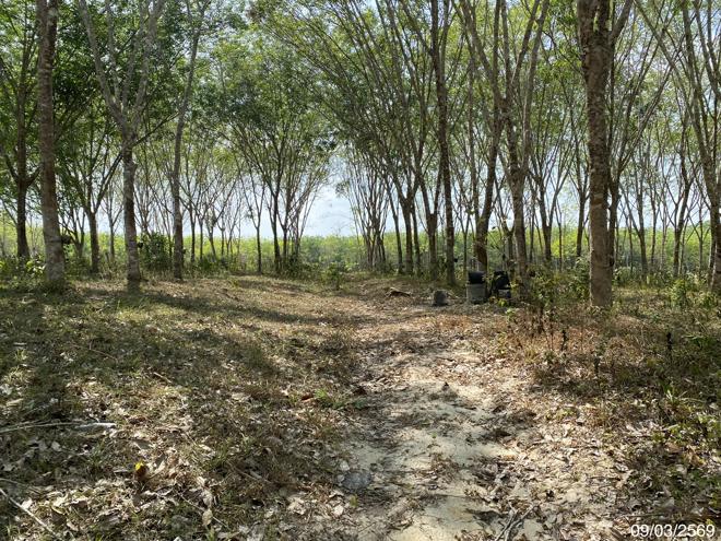 picture LAND 2400 Sq.w. Na Thawi Songkhla for 3.1M - 4/20