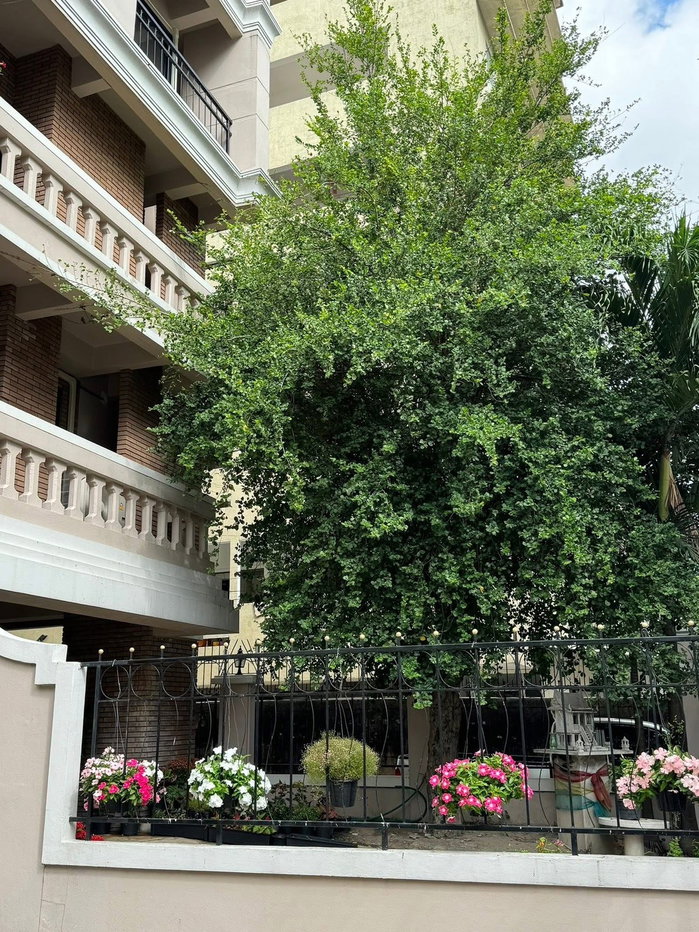 รูป 🏢✨ อาคารรีโนเวทใหม่ให้เช่า สุขุมวิท 4 ใกล้ BTS นานา ทำเล Prime กลางเมือง Sukhumvit 4 🌳 ใกล้สวนเบญจกิติ บรรยากาศดี - รูปที่ 2/17