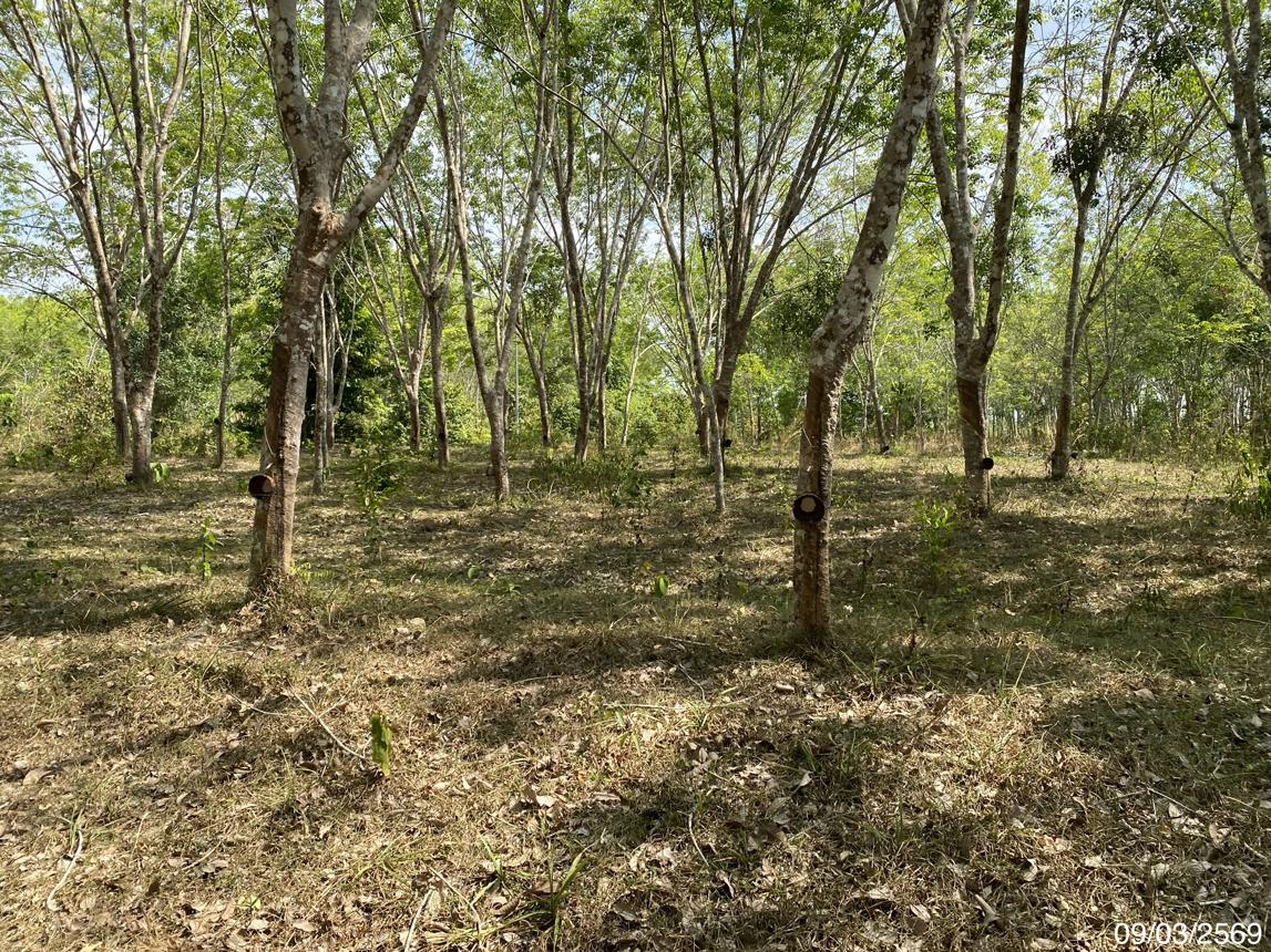 picture LAND 2400 Sq.w. Na Thawi Songkhla for 3.1M - 13/20