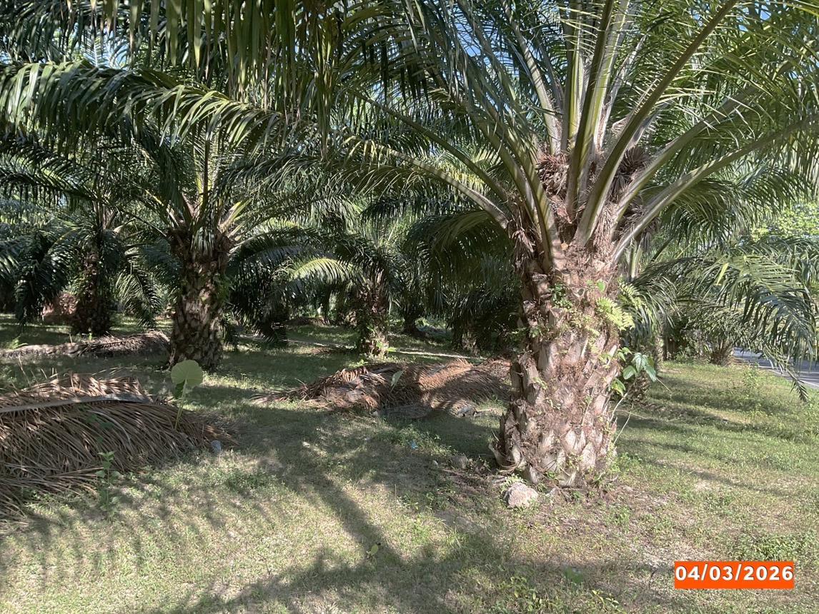 รูป ที่ดินว่างเปล่า 1133 ตร.วา ฉวาง นครศรีธรรมราช 15.3M - รูปที่ 14/18