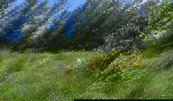 รูป ขายที่ดิน เกาะพระทอง จ.พังงา เนื้อที่ 39-2-30 ไร่ - รูปที่ 3/4