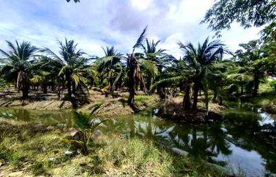 ที่ดิน เมืองสุพรรณบุรี สุพรรณบุรี : ซื้อแล้วมีรายได้เลย! สวนมะพร้าวน้ำหอม 84 ไร่ สุพรรณบุรี พร้อมบ้านพัก -สาธารณูปโภคครบ