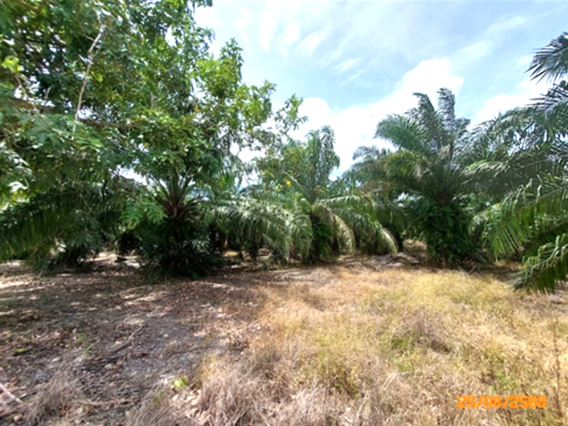 picture LAND for sale  Chaikhram Don Sak Surat Thani - 8/12