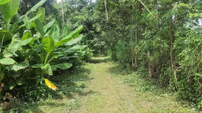 รูป ขายที่ดิน ใกล้รร.นานาชาติเปรม ต.ห้วยทราย อ.แม่ริม เชียงใหม่ เป็นที่สวนเกษตร ปลอดสารพิษ มีผลไม้หลายชนิด - รูปที่ 7/8