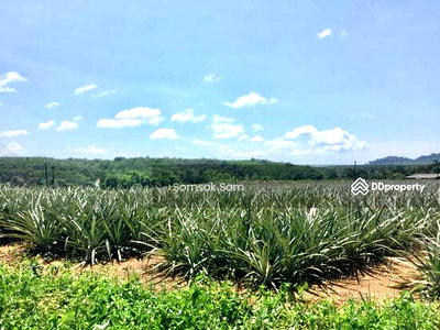 Land for sale : Land for sale, hill view, road access on 3 sides, Trat Province