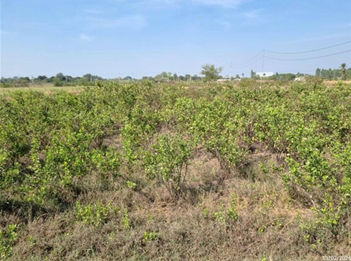 รูป ที่ดินว่างเปล่า สำหรับขาย - กระตีบ กำแพงแสน นครปฐม - รูปที่ 12/16