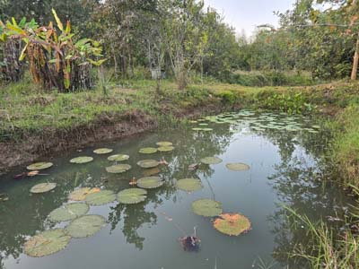 รูป ขายที่ดิน ใกล้รร.นานาชาติเปรม ต.ห้วยทราย อ.แม่ริม เชียงใหม่ เป็นที่สวนเกษตร ปลอดสารพิษ มีผลไม้หลายชนิด - รูปที่ 2/8