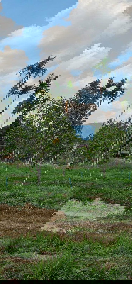 รูป ราคาดี วิวสวย ขายสวนทุเรียนขนาด 233 ตรว. ราคา 9.9 แสน ต.บ้านแลง อ.เมือง ระยอง - รูปที่ 14/17