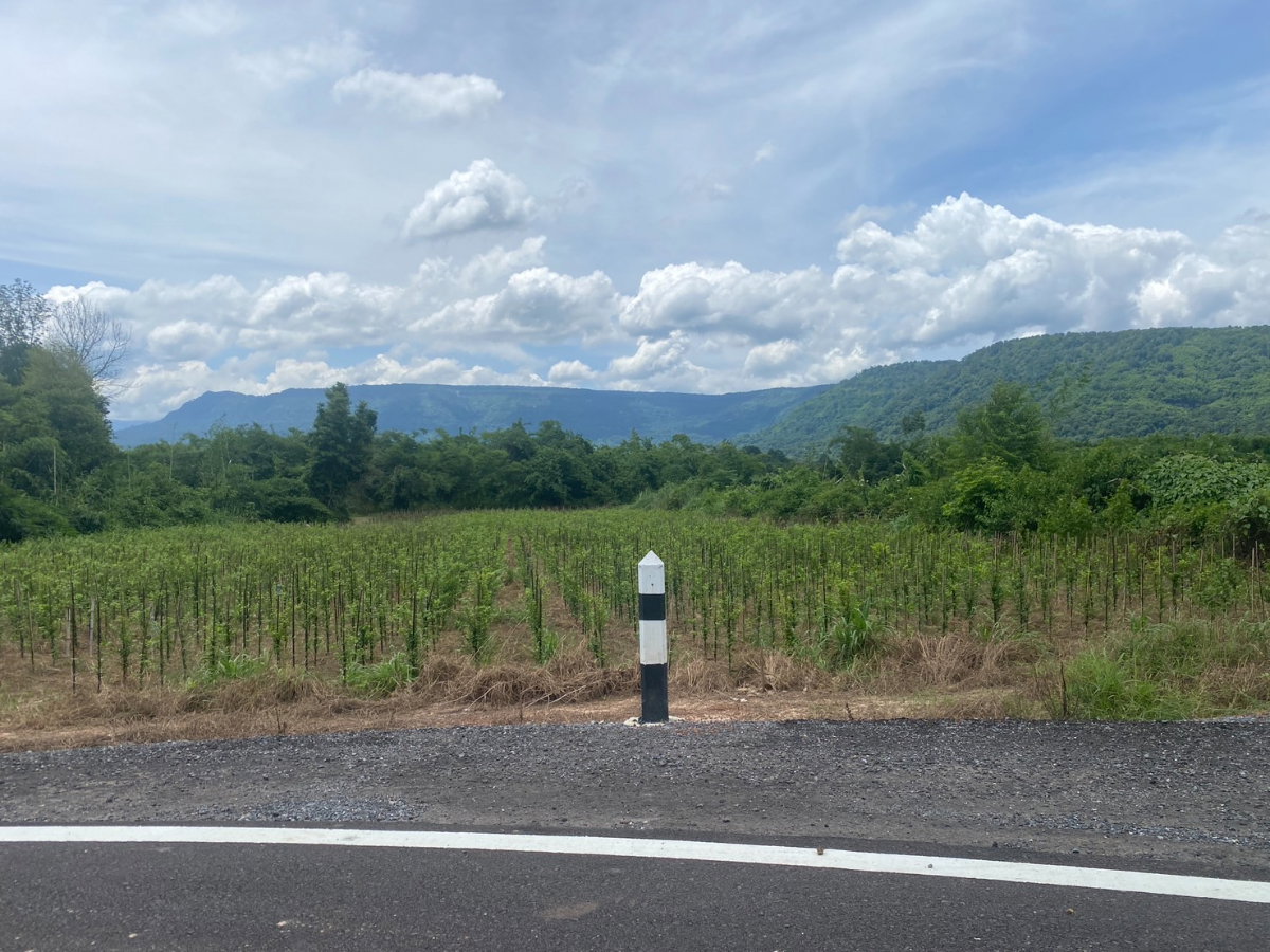 รูป ขายที่ดิน ต.เนินหอม 7 ไร่ วิวเขาล้อมรอบ ใกล้เขาใหญ่ ดาษดา - รูปที่ 5/11