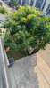 listing thumbnail image 24