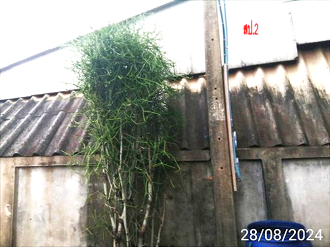 รูป บ้านเดี่ยว สำหรับขาย - นาบัว เพ็ญ อุดรธานี - รูปที่ 2/12