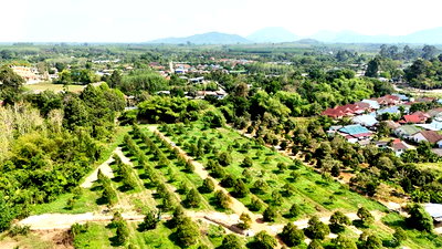 Land for sale Muang Rayong : Great price, beautiful view! Durian orchard for sale, 233 sq.wa. (approx. 9,322 sq.m.), 990,000 baht. Ban Laeng Subdistrict, Mueang District, Rayong.