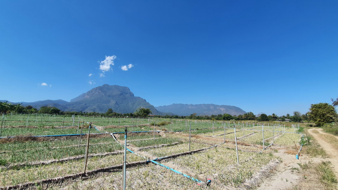 picture Land in Chiang Mai with Beautiful Mountain View - 9/10