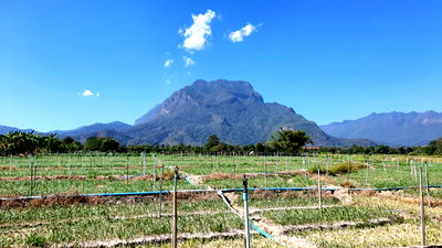 Land for sale Chiang Dao : Land in Chiang Mai with Beautiful Mountain View